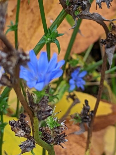 Washington Mills Athletic Park - New Hartford, NY