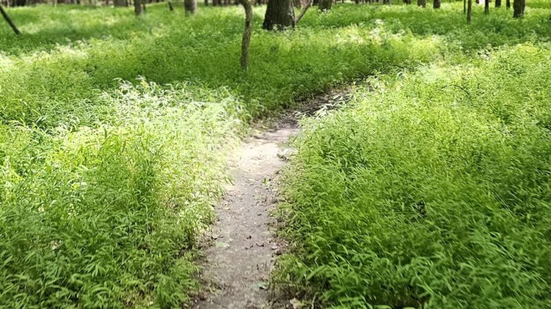 Hog run bike trail - New Hill, NC