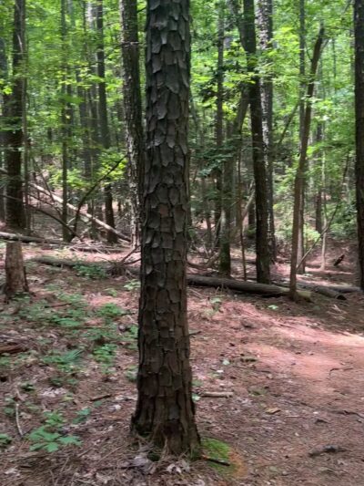 New Hope Trail - New Hill, NC