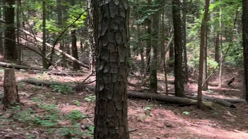 New Hope Trail - New Hill, NC