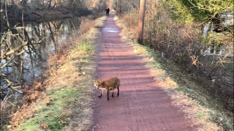 Delaware Canal Trail - New Hope, PA