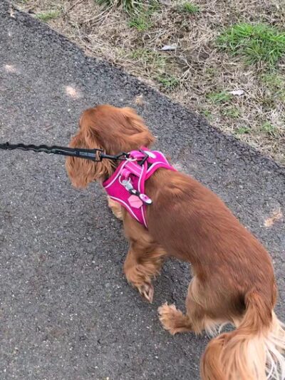 Lookout Park - New Hope, PA