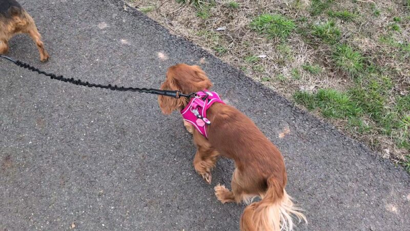 Lookout Park - New Hope, PA