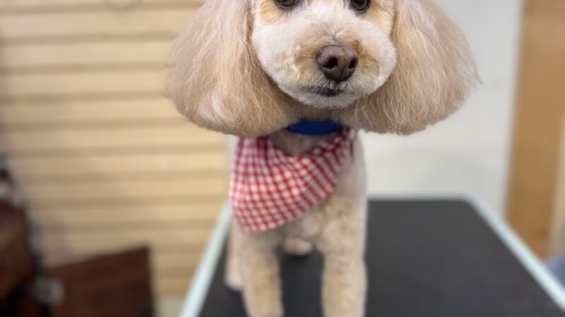 New Hope Pet Grooming - New Hope, PA
