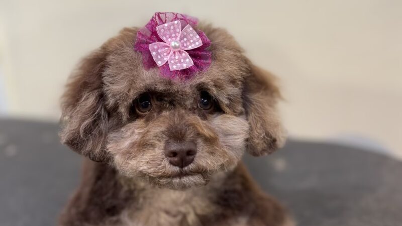 New Hope Pet Grooming - New Hope, PA