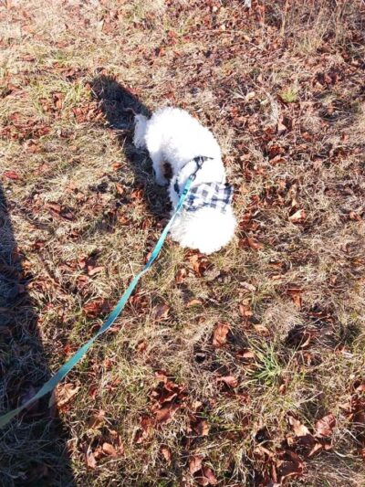 Solebury Open Space North Pointe Park - New Hope, PA
