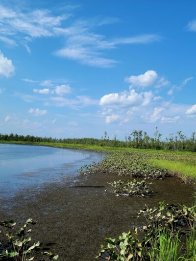 Cumberland Marsh Natural Area Preserve - New Kent, VA