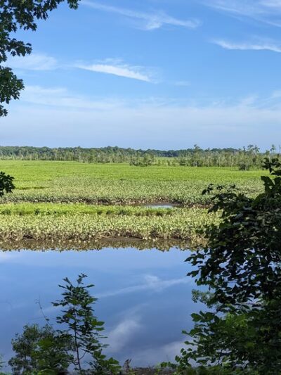Cumberland Marsh Natural Area Preserve - New Kent, VA