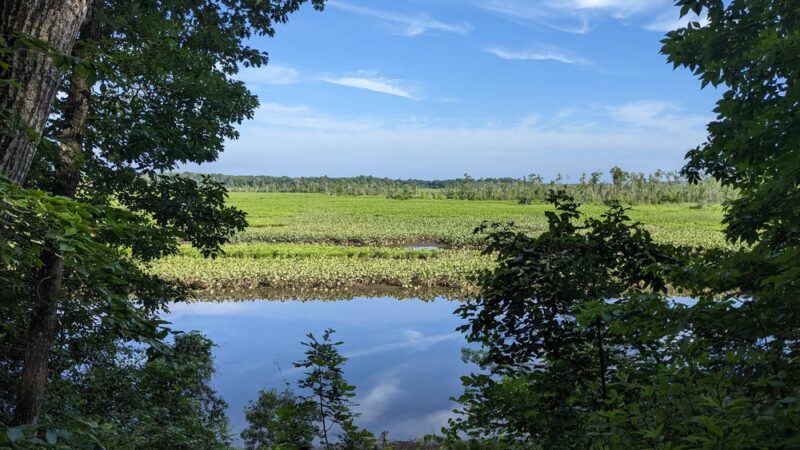 Cumberland Marsh Natural Area Preserve - New Kent, VA