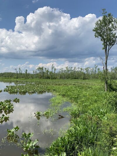 Vandell Preserve At Cumberland Marsh - New Kent, VA