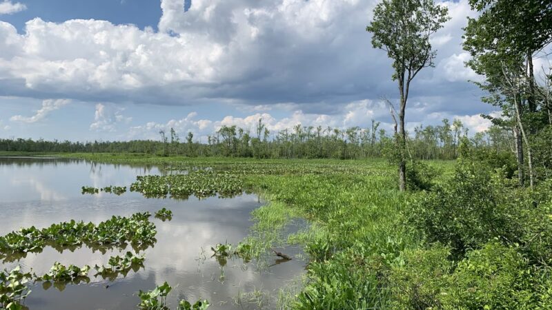 Vandell Preserve At Cumberland Marsh - New Kent, VA