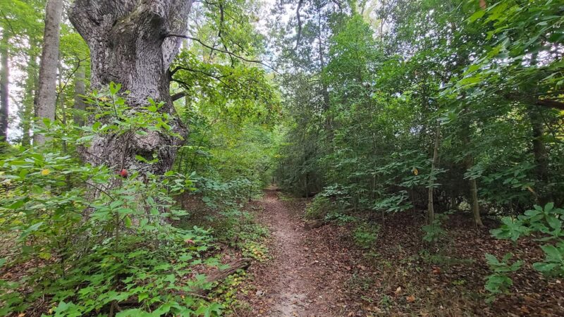 Vandell Preserve At Cumberland Marsh - New Kent, VA