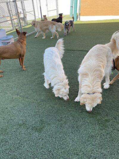 Off-Leash Hotel - New Lenox, IL