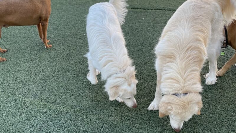Off-Leash Hotel - New Lenox, IL