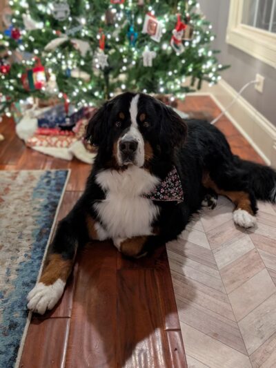 Off-Leash Hotel - New Lenox, IL