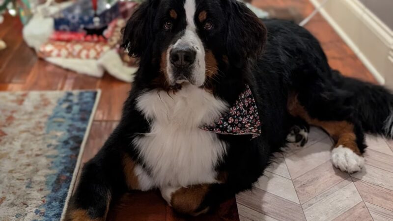 Off-Leash Hotel - New Lenox, IL