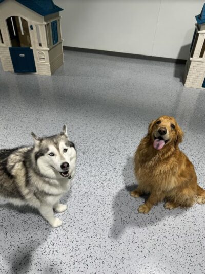Off-Leash Hotel - New Lenox, IL