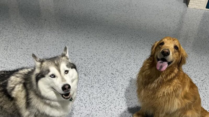 Off-Leash Hotel - New Lenox, IL