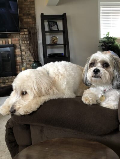 Off-Leash Hotel - New Lenox, IL