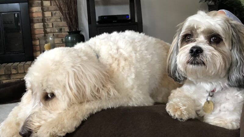 Off-Leash Hotel - New Lenox, IL