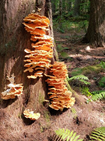 Steepletop Reserve - New Marlborough, MA