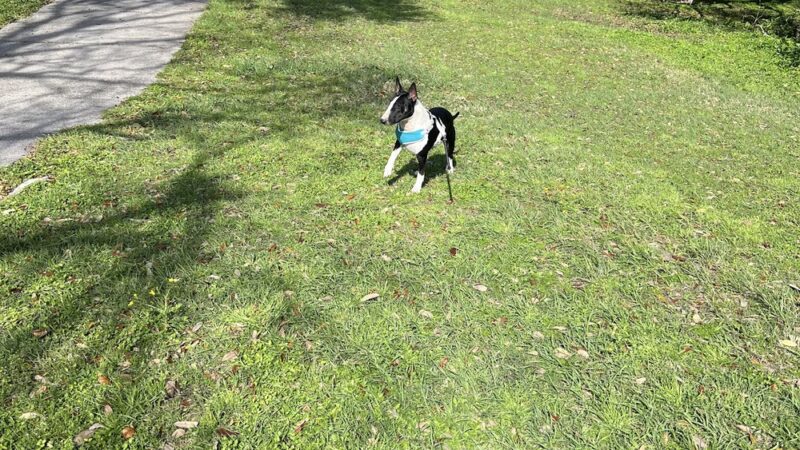 Wisner Tract Park - New Orleans, LA