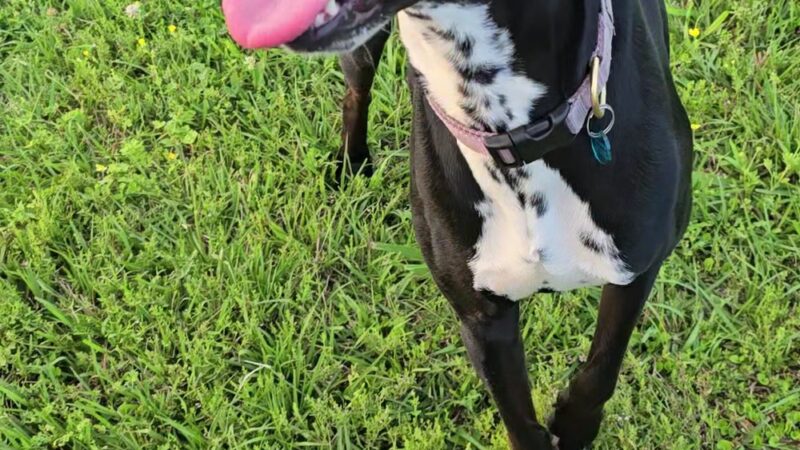 Wisner Tract Park - New Orleans, LA