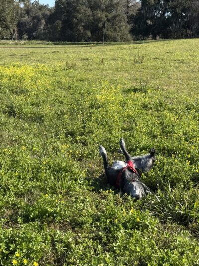 Wisner Tract Park - New Orleans, LA