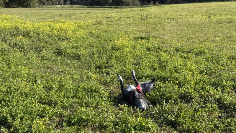 Wisner Tract Park - New Orleans, LA