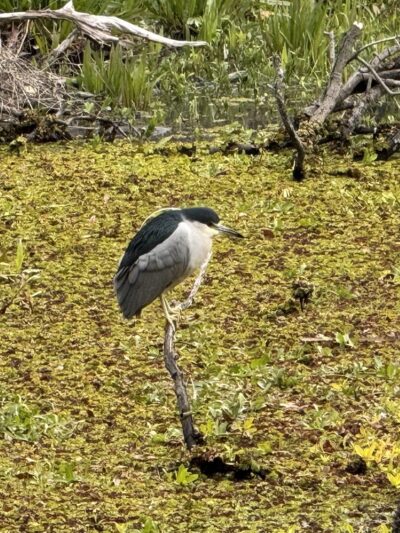 Wisner Tract Park - New Orleans, LA