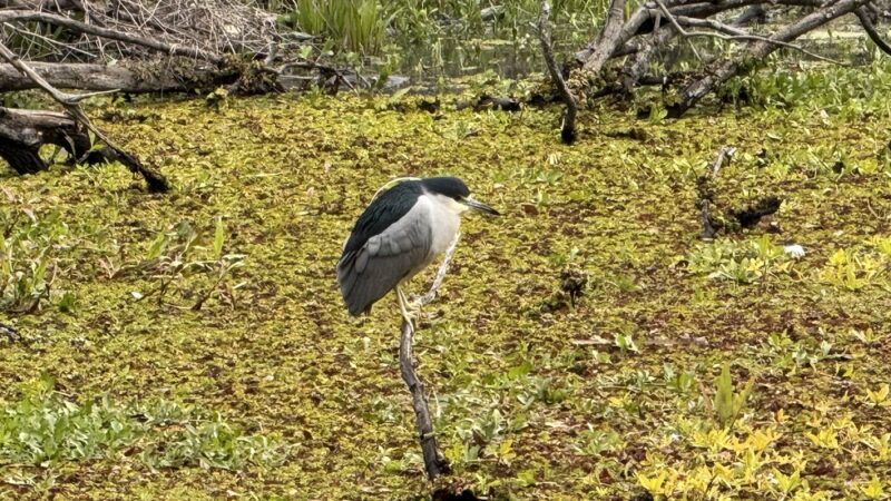 Wisner Tract Park - New Orleans, LA