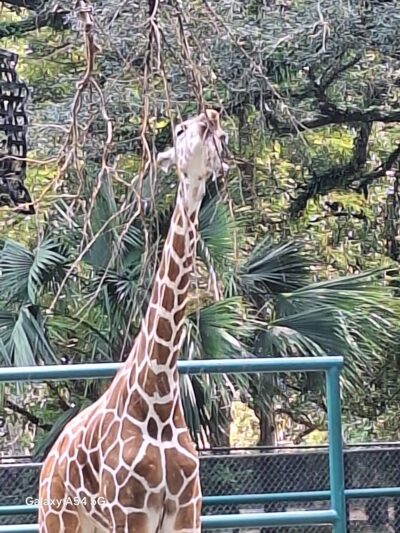 Audubon Park - New Orleans, LA