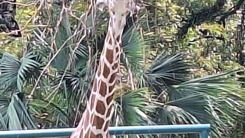 Audubon Park - New Orleans, LA