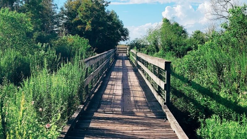 Bayou Sauvage NWR Ridge Trail & Boardwalk - New Orleans, LA