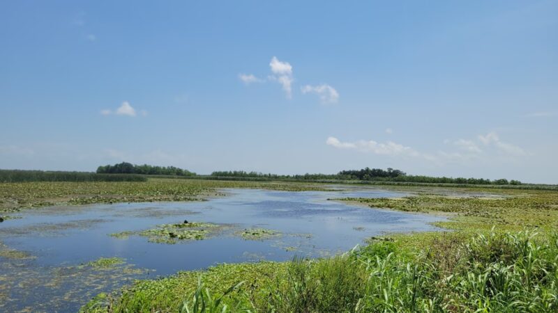 Bayou Sauvage NWR Ridge Trail & Boardwalk - New Orleans, LA