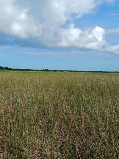 Bayou Sauvage NWR Ridge Trail & Boardwalk - New Orleans, LA