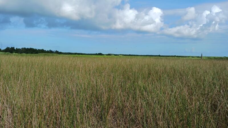 Bayou Sauvage NWR Ridge Trail & Boardwalk - New Orleans, LA
