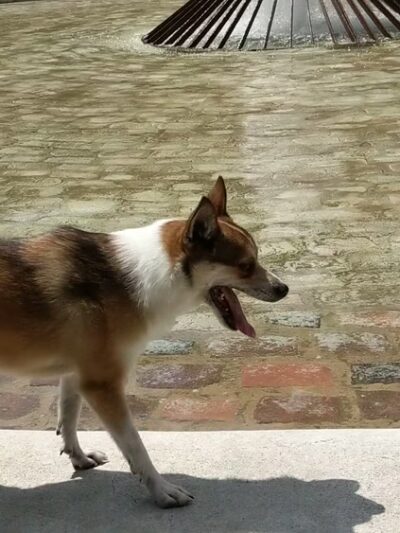 Coliseum Square Park - New Orleans, LA