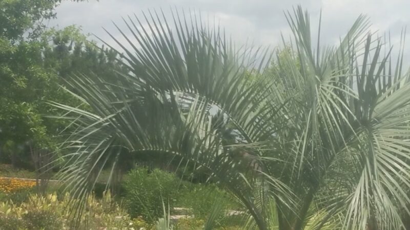 Crescent Park - New Orleans, LA