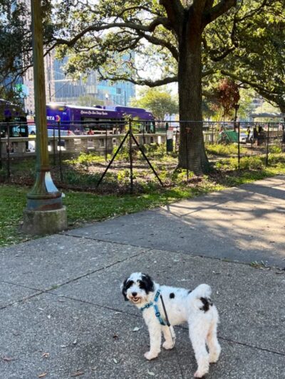 Duncan Plaza Dog Park - New Orleans, LA