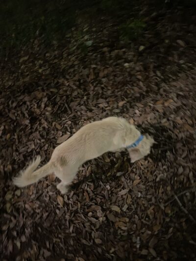 Duncan Plaza Dog Park - New Orleans, LA