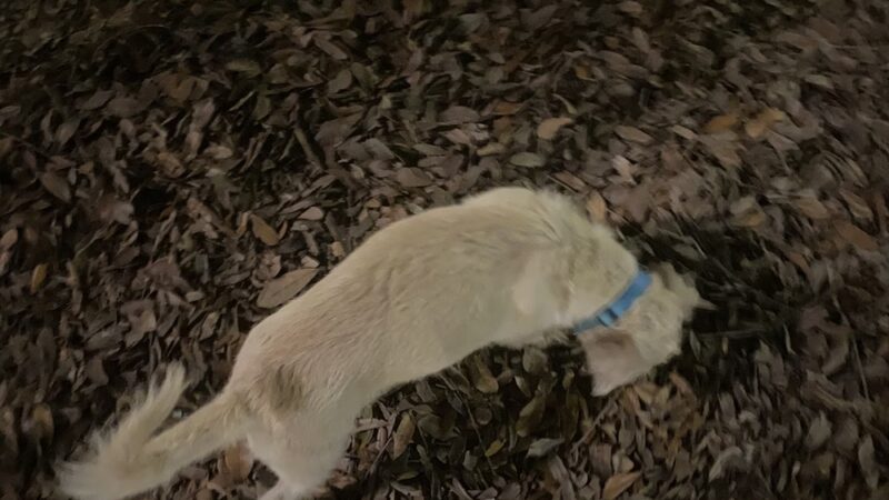 Duncan Plaza Dog Park - New Orleans, LA