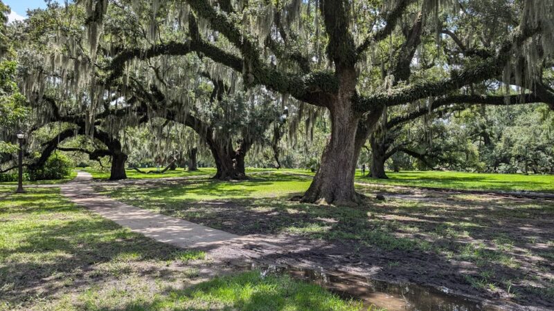 New Orleans City Park - New Orleans, LA