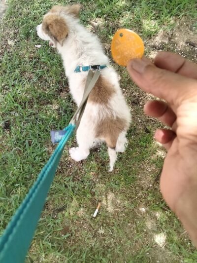NOLA Bark Market - New Orleans, LA