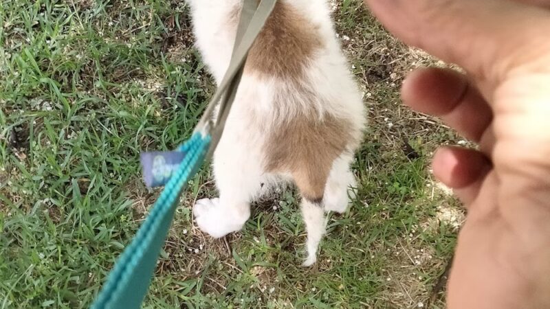 NOLA Bark Market - New Orleans, LA