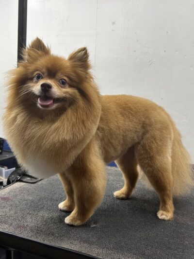 NOLA Bark Market - New Orleans, LA