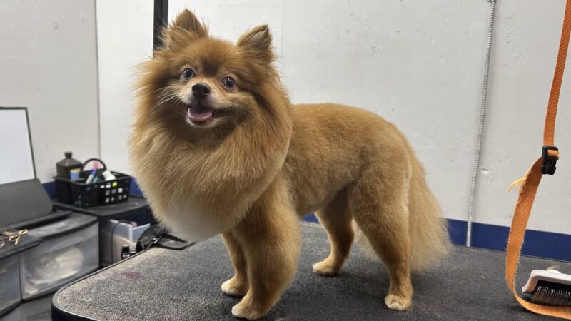 NOLA Bark Market - New Orleans, LA