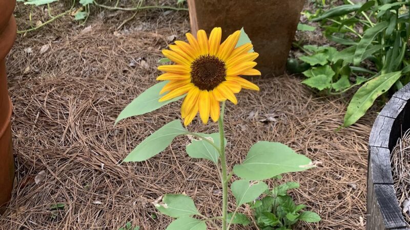 Pig Newton Park - New Orleans, LA