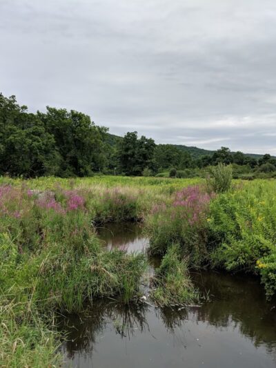 Macricostas Preserve - New Preston, CT