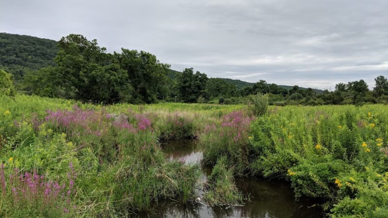 Macricostas Preserve - New Preston, CT